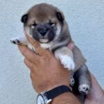 Naruto-male-shiba-inu-puppy-for-sale- (4)