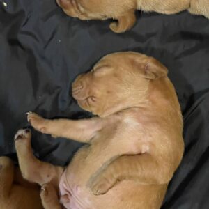 New Litter Hungarian Vizsla New Litter Hungarian Vizsla