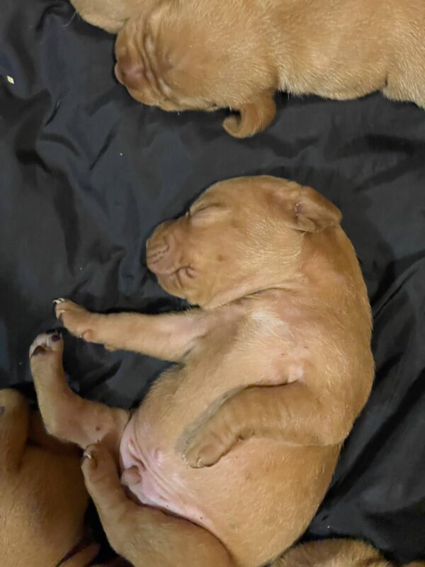New Litter Hungarian Vizsla New Litter Hungarian Vizsla