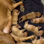 New-Litter-Hungarian-Vizsla-puppy-for-sale-2