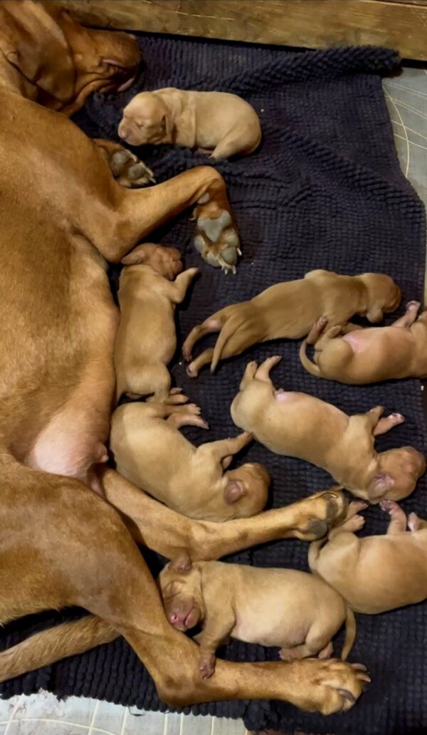 New Litter Hungarian Vizsla New Litter Hungarian Vizsla