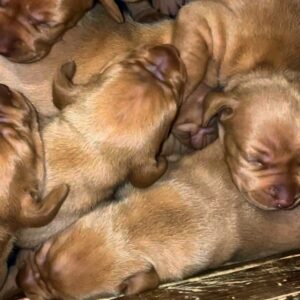 New Litter Hungarian Vizsla New Litter Hungarian Vizsla