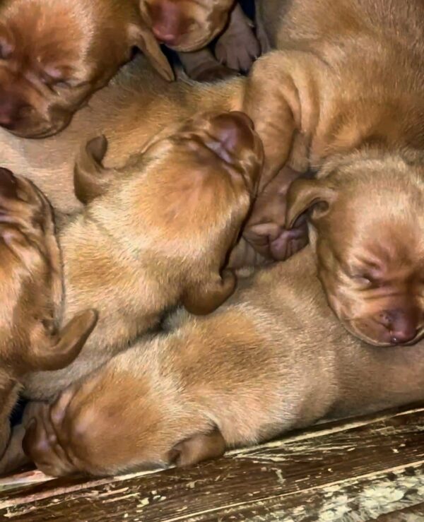 New Litter Hungarian Vizsla New Litter Hungarian Vizsla