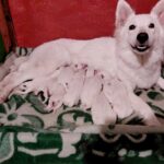 New-Litter-White-Swiss-Shepherd-puppy-for-sale-1
