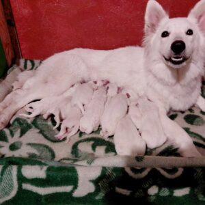 New Litter of WSS White Swiss Shepherd New Litter of WSS White Swiss Shepherd