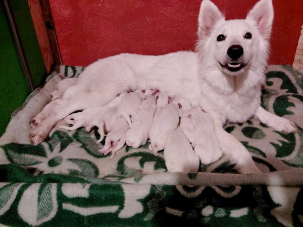 New Litter of WSS White Swiss Shepherd New Litter of WSS White Swiss Shepherd