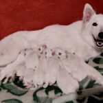 New-Litter-White-Swiss-Shepherd-puppy-for-sale-2