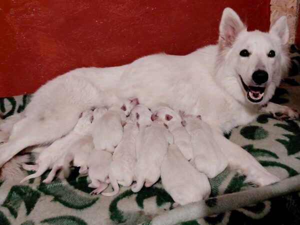 New Litter of WSS White Swiss Shepherd New Litter of WSS White Swiss Shepherd