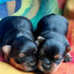 New-Yorkie-Litter-puppy-for-sale-1