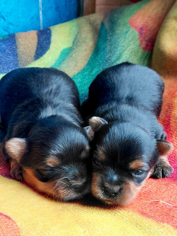 New Yorkie Litter Yorkshire Terrier New Yorkie Litter Yorkshire Terrier