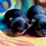 New-Yorkie-Litter-puppy-for-sale-2