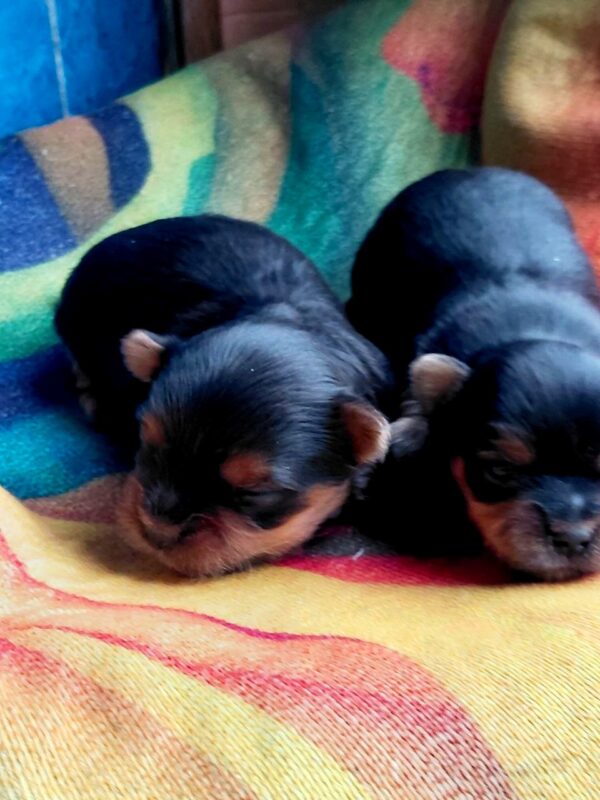 New Yorkie Litter Yorkshire Terrier New Yorkie Litter Yorkshire Terrier