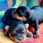 New-Yorkie-Litter-puppy-for-sale-3