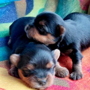 New Yorkie Litter Yorkshire Terrier New Yorkie Litter Yorkshire Terrier