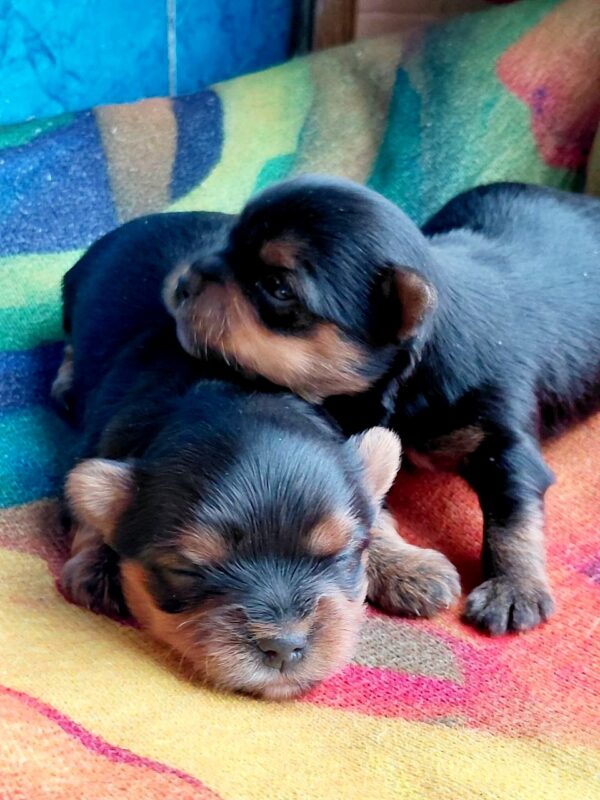 New Yorkie Litter Yorkshire Terrier New Yorkie Litter Yorkshire Terrier