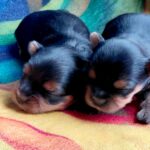 New-Yorkie-Litter-puppy-for-sale-4