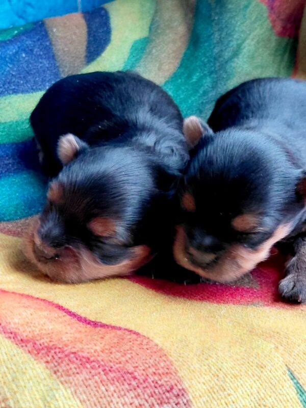 New Yorkie Litter Yorkshire Terrier New Yorkie Litter Yorkshire Terrier