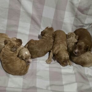 New litter Cavapoo New litter Cavapoo