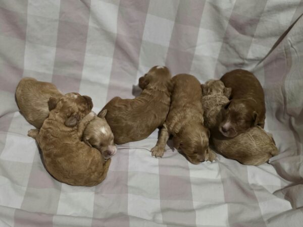 New litter Cavapoo New litter Cavapoo