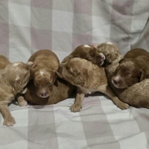 New litter Cavapoo New litter Cavapoo