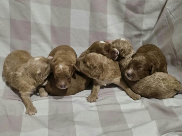 New litter Cavapoo New litter Cavapoo