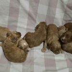 New-litter-male-female-cavapoo-puppy-for-sale-1 (3)