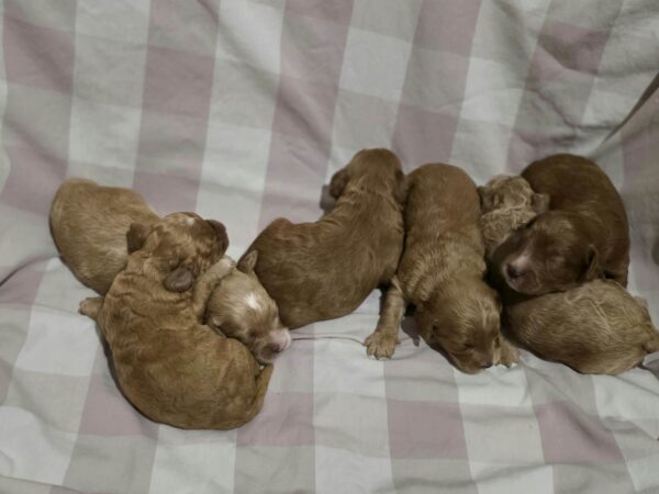 New litter Cavapoo New litter Cavapoo