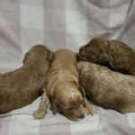 New-litter-male-female-cavapoo-puppy-for-sale-1 (4)