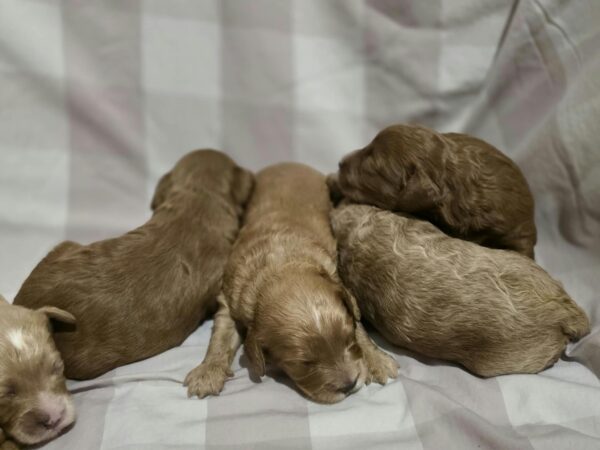 New litter Cavapoo New litter Cavapoo