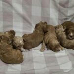 New-litter-male-female-cavapoo-puppy-for-sale-1 (5)
