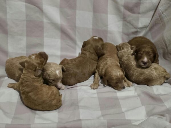 New litter Cavapoo New litter Cavapoo