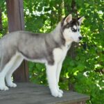 Nia-female-Husky-puppy-for-sale-1