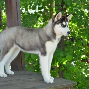 Nia Siberian Husky Nia Siberian Husky