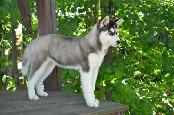 Nia Siberian Husky Nia Siberian Husky