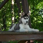 Nia-female-Husky-puppy-for-sale-2