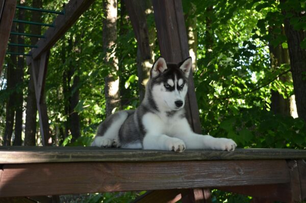 Nia Siberian Husky Nia Siberian Husky