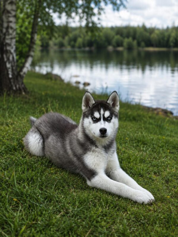 Nia Siberian Husky Nia Siberian Husky