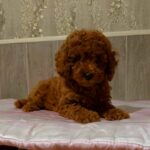 Niola-female-Poodle-puppy-for-sale-1