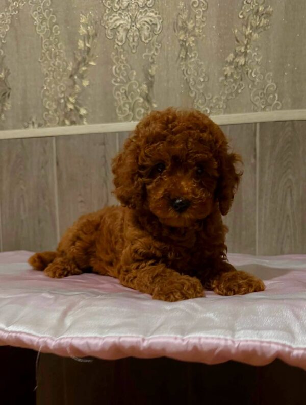 Niola Miniature Poodle Niola Miniature Poodle