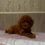 Niola-female-Poodle-puppy-for-sale-2