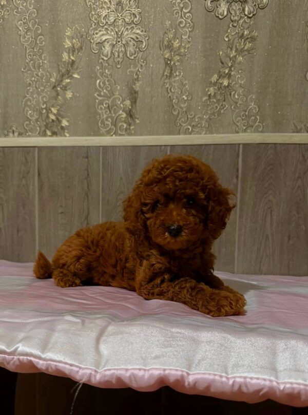 Niola Miniature Poodle Niola Miniature Poodle