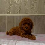Niola-female-Poodle-puppy-for-sale-3