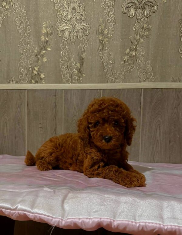 Niola Miniature Poodle Niola Miniature Poodle