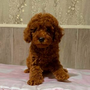 Niola Miniature Poodle Niola Miniature Poodle
