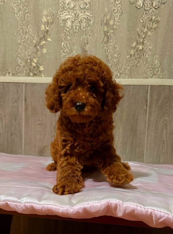 Niola Miniature Poodle Niola Miniature Poodle