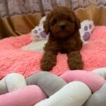 Nolan-male-Poodle-puppy-for-sale-1