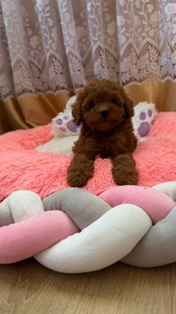 Nolan Toy Poodle Nolan Toy Poodle