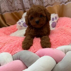 Nolan Toy Poodle Nolan Toy Poodle