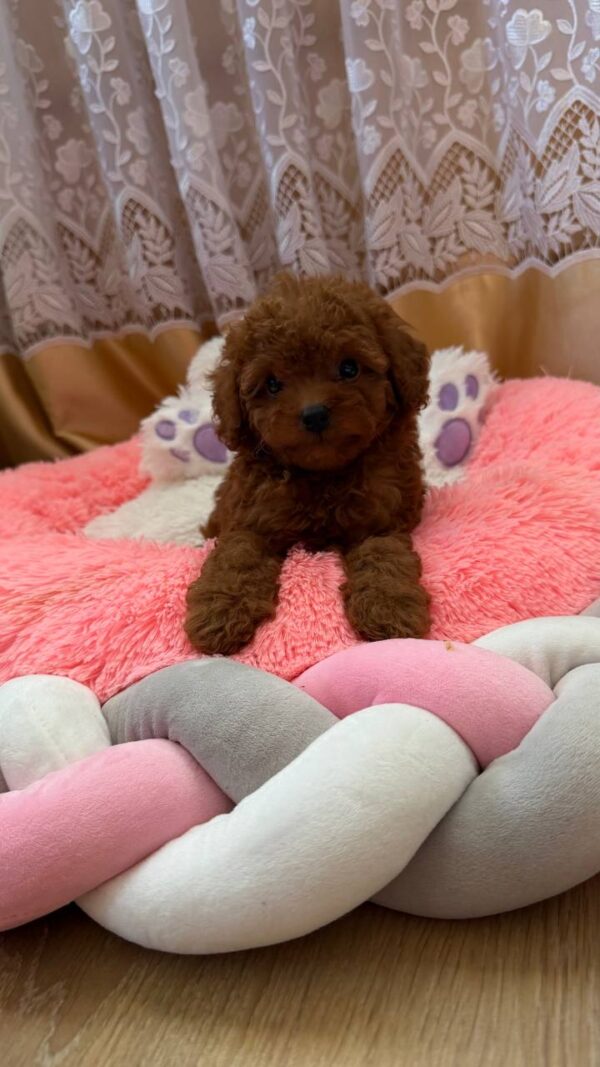 Nolan Toy Poodle Nolan Toy Poodle