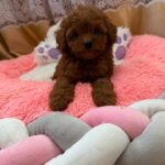 Nolan-male-Poodle-puppy-for-sale-3
